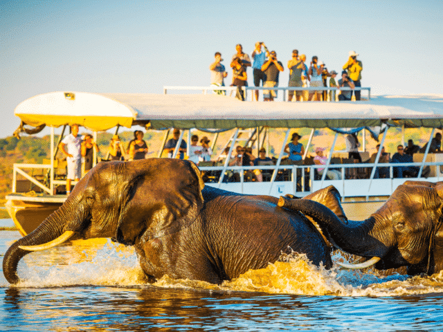 Africa Safari - elephant