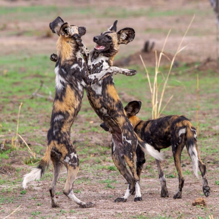 African Wild Dog - African Safari