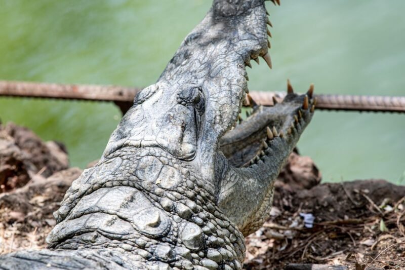 Senegal Discovery Expedition