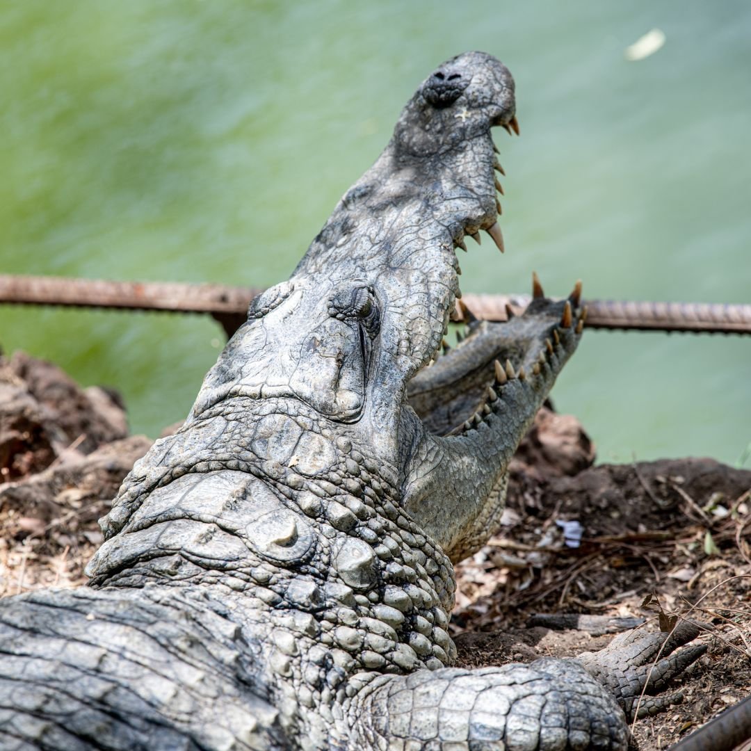 Senegal Discovery Expedition