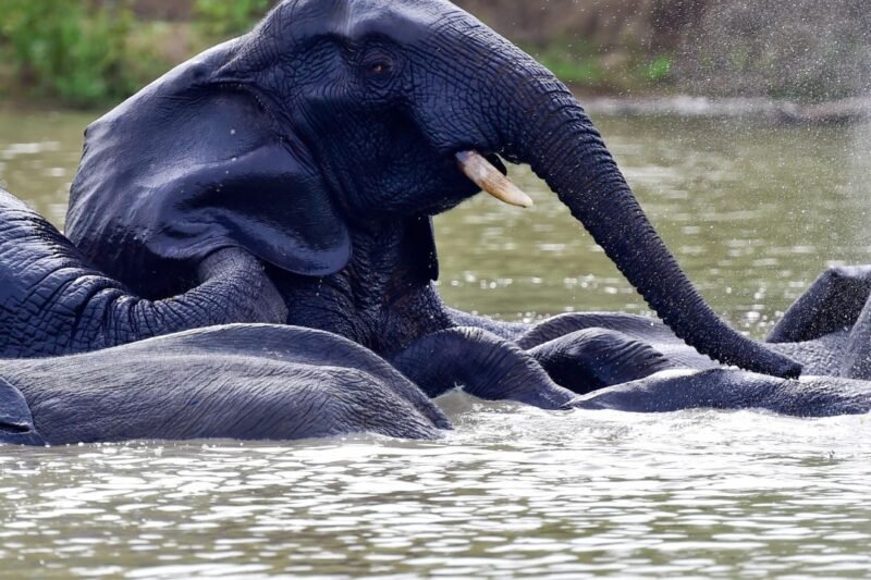 4-Day Safari Tour in Northern Ghana