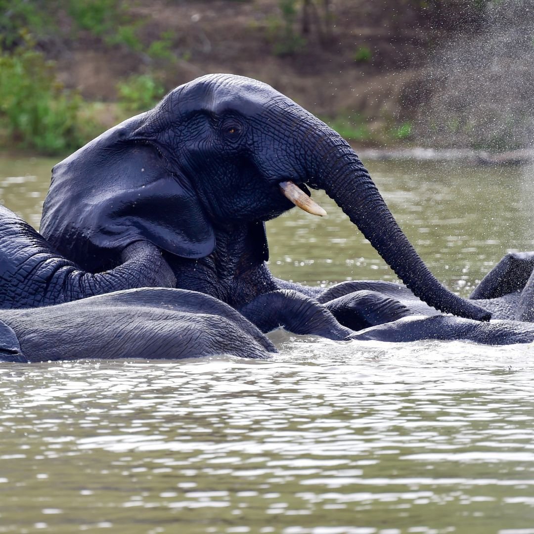 4-Day Safari Tour in Northern Ghana