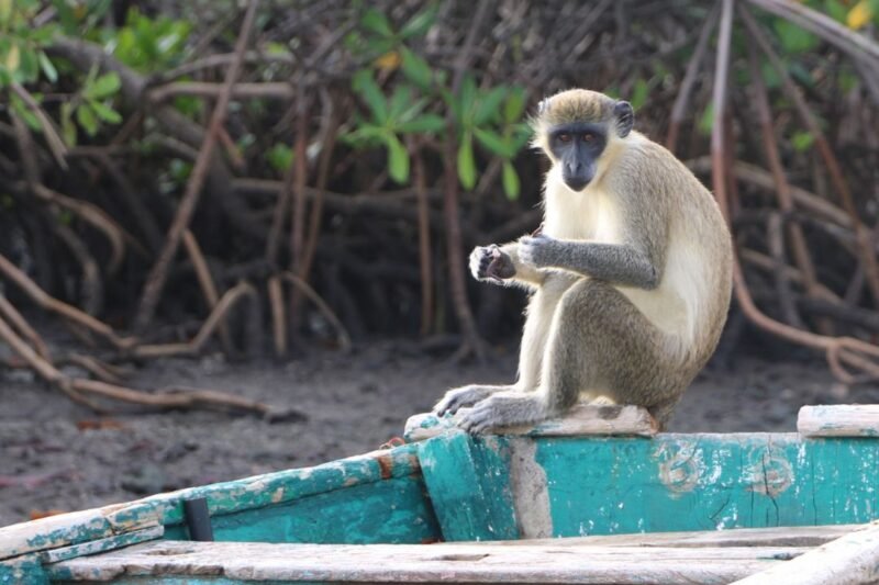 The Gambia & Senegal Tour