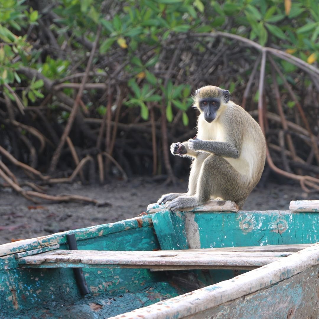 The Gambia & Senegal Tour